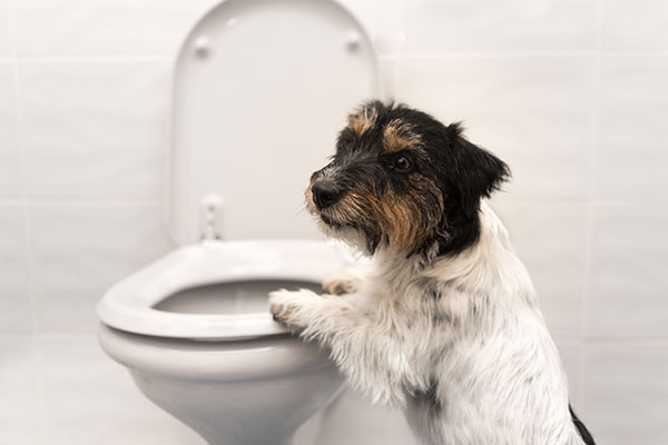 【獣医師執筆】犬が膀胱炎とは？原因・症状・治療法｜飼い主ができる対応は？